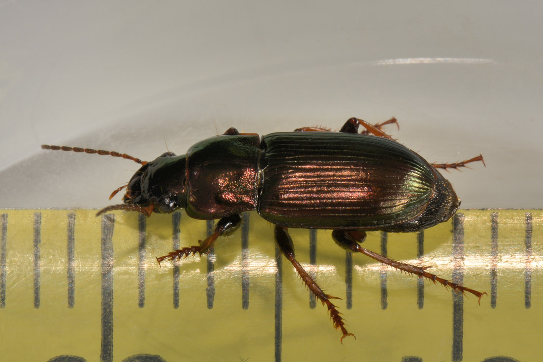 Carabidae: Harpalus distinguendus